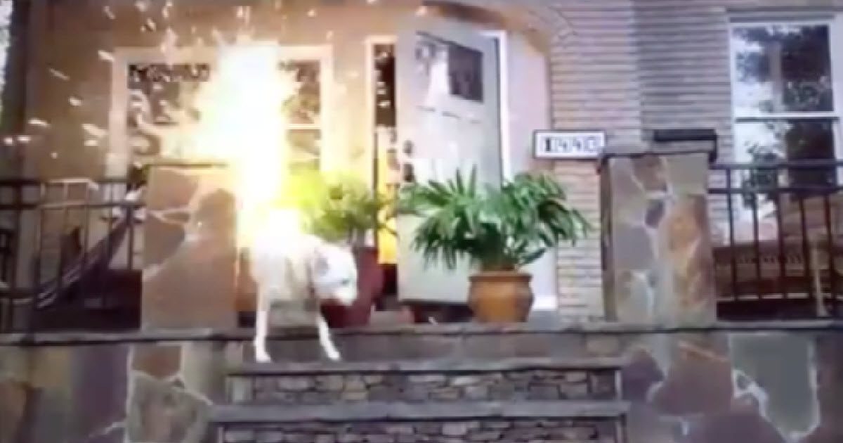 dog with fireworks