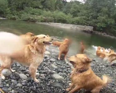 Pack Of Golden Retrievers Welcome Summer With A Swimming Party