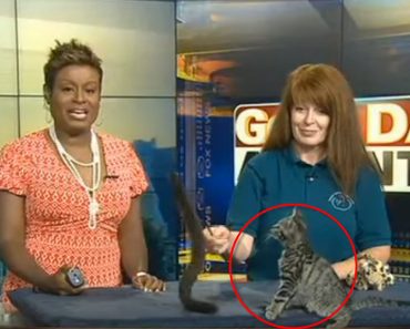 Excited Shelter Kitten Has A Hilarious Moment On Live TV