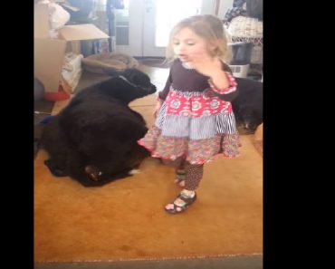 Little Girl Has The Perfect Excuse For Letting The Family’s Cow Into The House