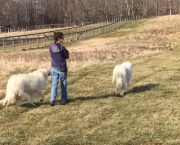 She Is Taking A Morning Walk With Her Two Huge Dogs, But You Have To See Who Follows Behind Them…