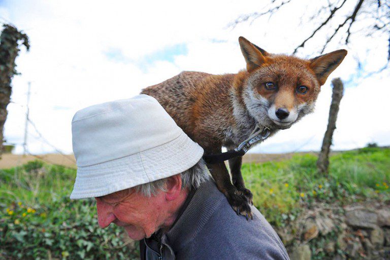 fox rescue