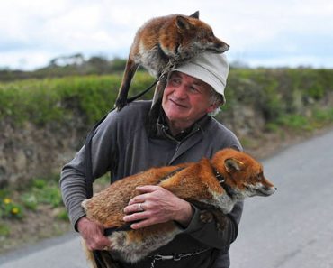Two Rescue Foxes Don’t Want To Leave The Man Who Saved Their Lives