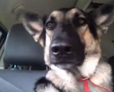 German Shepherd Keeps The Beat While Listening To Her Favorite Song