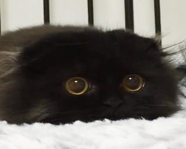 Meet The Cat Who Has The Most Adorable And Enormous Eyes Ever