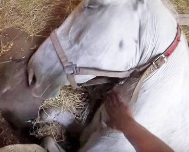 Farmer Begs His Horse Not To Die After She Took A Tragic Fall, Then A Miracle Occurs…
