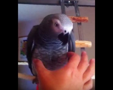 Parrot Makes Funny Noise Whenever She Gets A Playful Squeeze