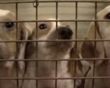 Las Vegas Joins Other Cities In Stopping Puppy Mills
