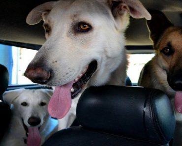 Yet Another State Makes It Legal To Bust Dogs Out Of Hot Cars
