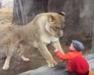 Lioness At The El Paso Zoo Fell In Love With This Little Boy
