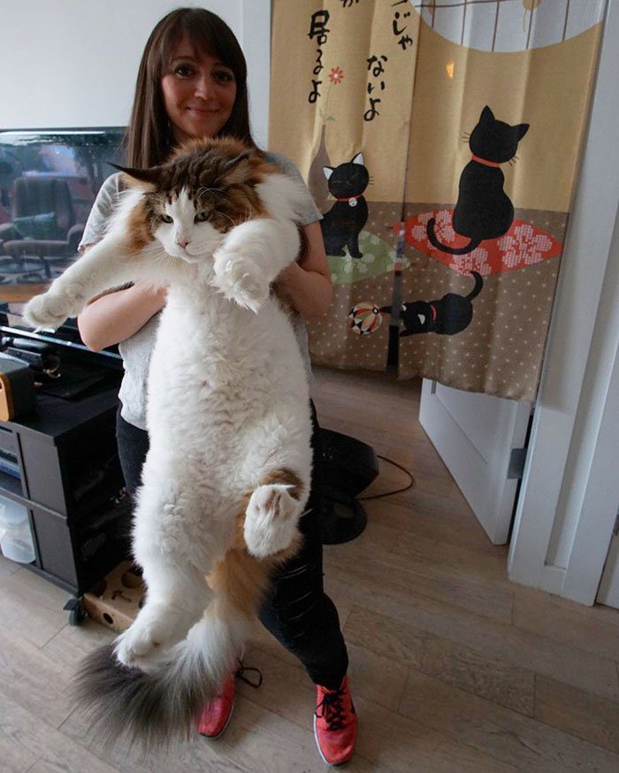 maine coon largest cat