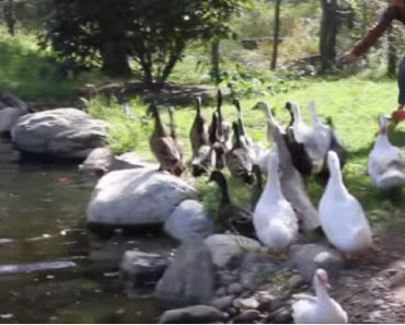 When These Neglected Ducks Saw Water For The First Time, Even Their Rescuers Were Stunned…