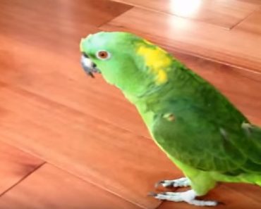 Parrot With An Infectious Laugh Becomes An Internet Sensation