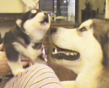 Watch This Proud Mom’s Reaction When Her Puppy Howls