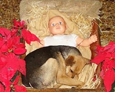 When Homeless Pup Had Nowhere To Go, He Found Shelter In Nativity Scene Manger