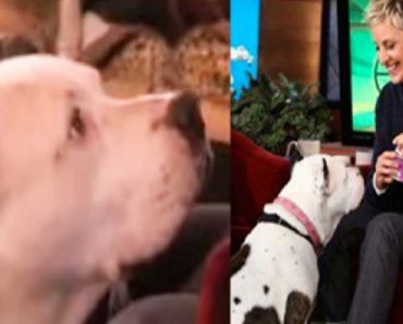 Rescued Pit Bull Is A Guest On Ellen And Totally Steals The Show
