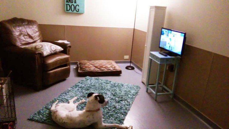shelter dog special room