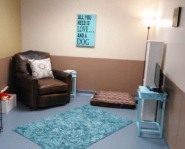 Shelter Assembled A Special Room To Give Lonely Dogs A Chance To See What Home Feels Like