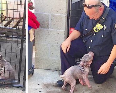 Firefighter Is Reunited With Shelter Puppy He Rescued From Abuser!