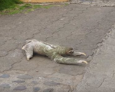 Sloth Trying To Cross The Street Gets Some Help From A Good Samaritan