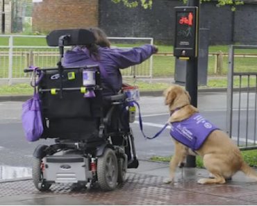 Disabled Woman Needs Help, Now Watch Her Therapy Dog’s Incredible Reaction