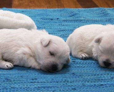 Their Twin Westies Were Taking A Nap, But Watch What Happens When Her Brother Gets Up And Walks Away…