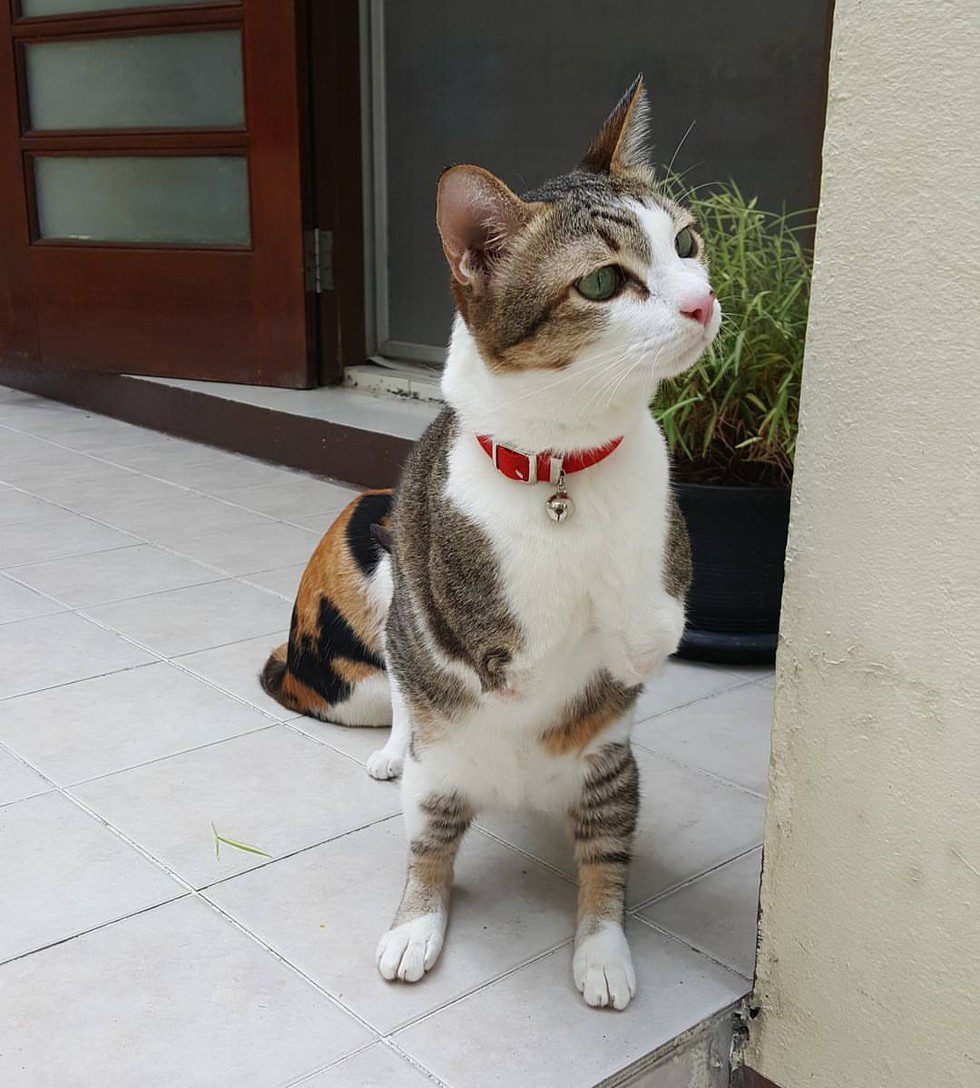 two-legged rescue cat
