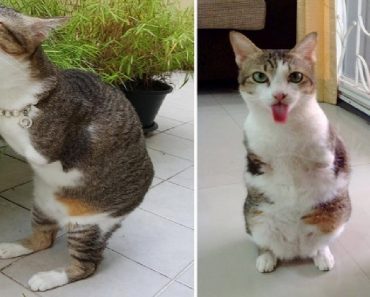 Rescue Cat Who Gets Around With Only His Two Back Legs Surprises Everyone