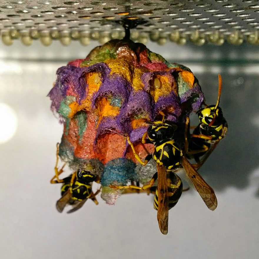 wasps colorful nests