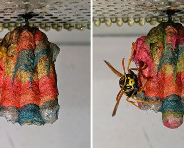 Wasps Build Rainbow Nests When They Are Given Colored Paper