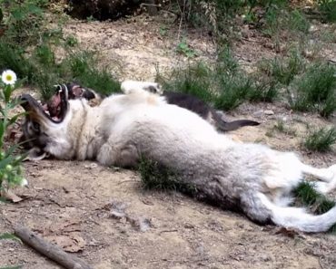 When You See Who This Wolf’s Playmate Is, Your Heart Will Skip A Beat
