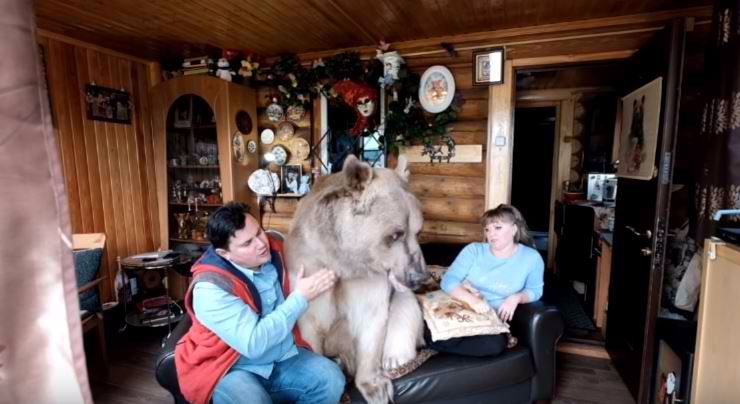 300 pound bear