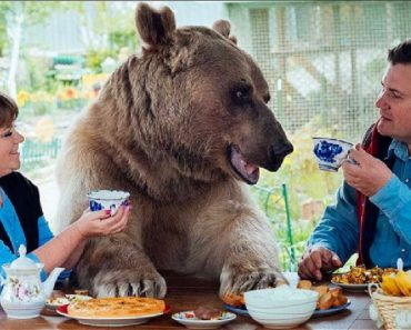 Russian Family Has A 300lb Pet Bear And You Have To See Their Interactions For Yourself…