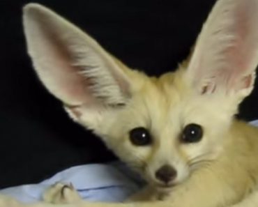 This Sweet Fennec Fox Will Melt Your Heart When He Makes This Adorable Sound