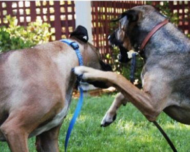 The Proper Way To Safely Break Up A Dog Fight