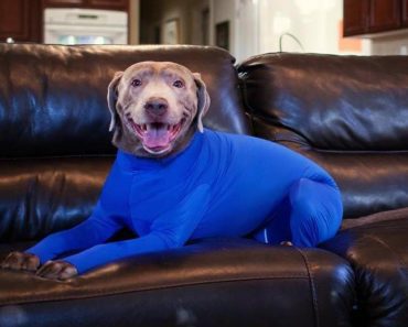 Leotards For Dogs Will Help Your Shedding Problem