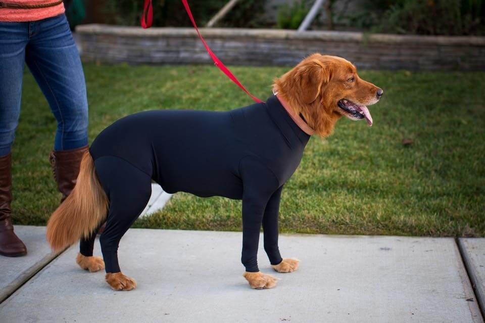 Leotards for dogs 
