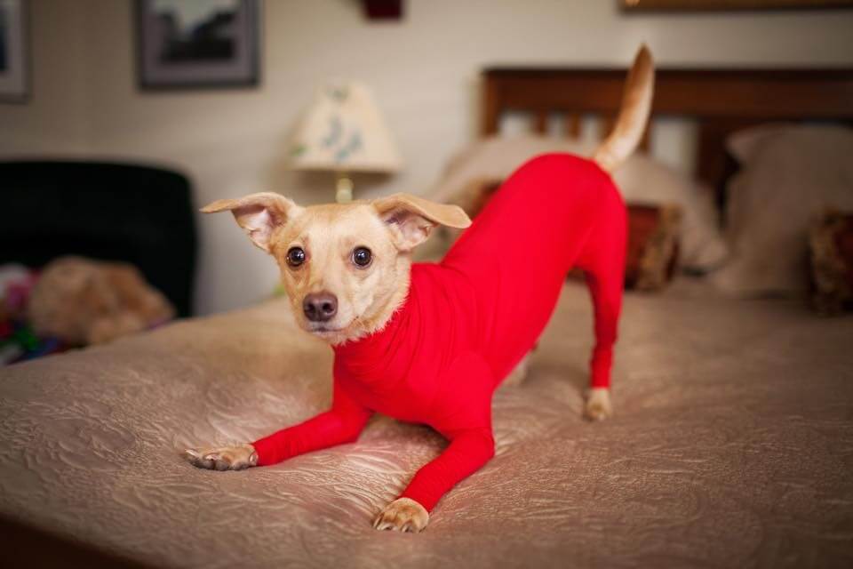 Leotards for dogs 