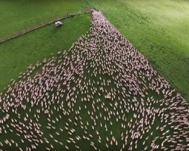Farmer Uses Drone To Take Mesmerizing Footage Of Border Collies Herding Sheep