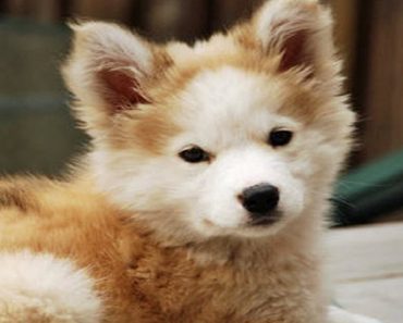 Husky/Golden Retriever Mix Puppy Grew Breathtakingly Beautiful As She Got Older…