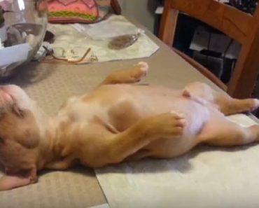 Adorable Sleepy Puppy Does Not Want To Be Disturbed From His Nap