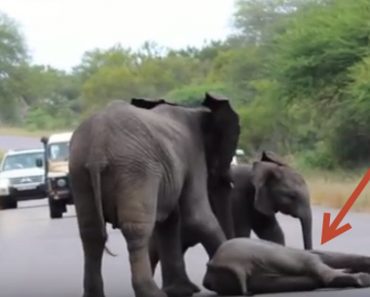Baby Elephant Collapses In The Middle Of The Road, And What Her Family Does To Help Is Fascinating
