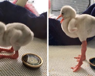 Baby Flamingo Becomes Internet Star Overnight
