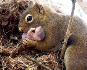 After Landscapers Knocked Down Mama Squirrel’s Nest, She Saved Her 3 Babies From Certain Death!