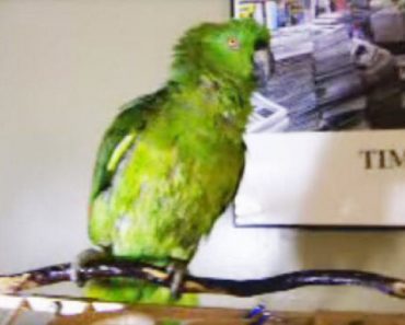 Mom Calls This Parrot A ‘Bad Bird,’ And Her Response Is Hilarious…