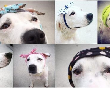 Former Bait Dog With Head Injury Receives Hats As Gifts From All Over The World