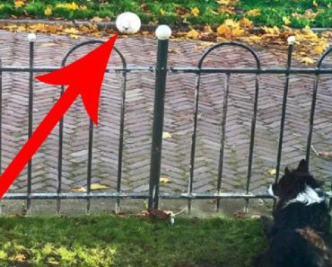 Brilliant Border Collie Tricks People Into Playing Fetch With Her