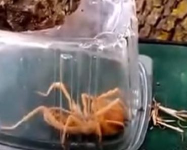 Campers Come Across Massive Camel Spider That Will Make You Never Want To Camp Again