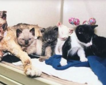 Heroic Mother Cat Walks Through Fire Five Times To Rescue Her Kittens
