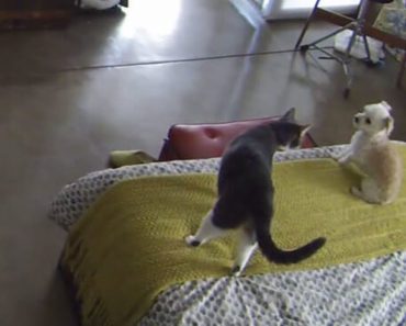 Look Very Closely At How This Cat Tells The Dog To Stop Barking Or Else…